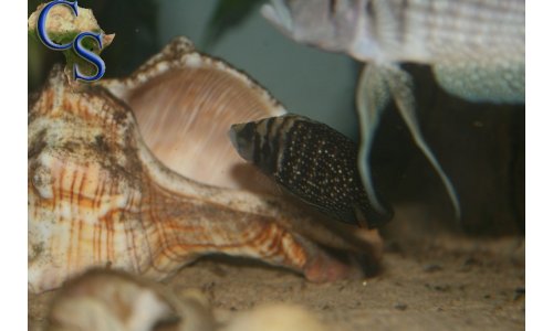 Altolamprologus calvus black